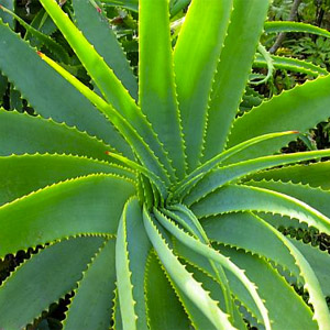 Aloe vera leaf